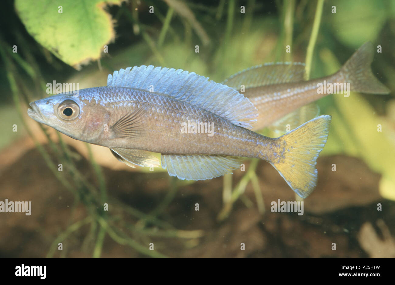 cichlid (Cyprichromis leptosoma), male Stock Photo