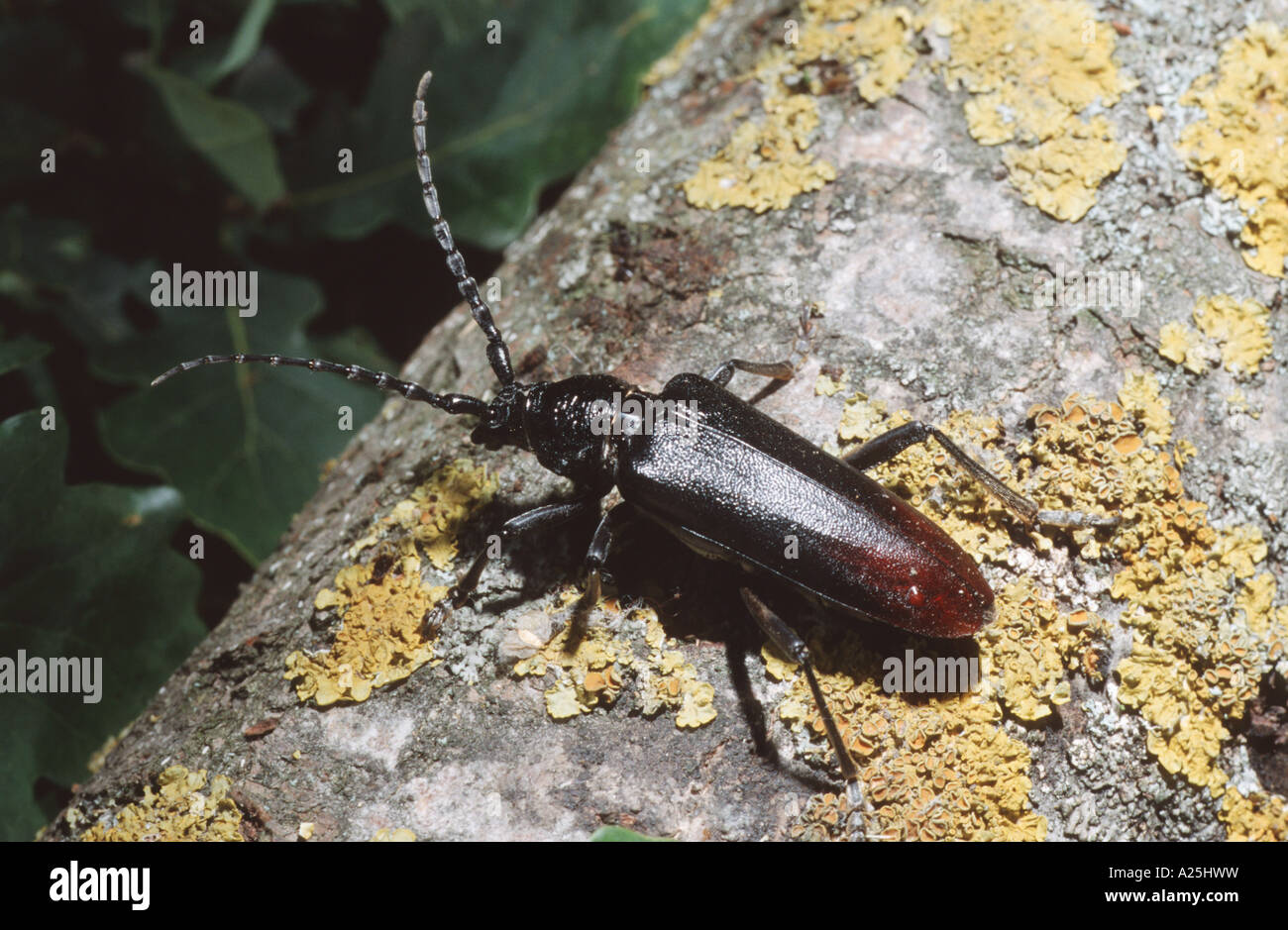 Capricorn Insect great capricorn beetle, oak cerambyx (Cerambyx cerdo), female on a ...