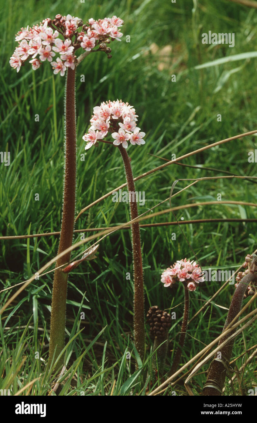 umbrella plant, indian rhubarb (Peltiphyllum peltatum), blooming plants