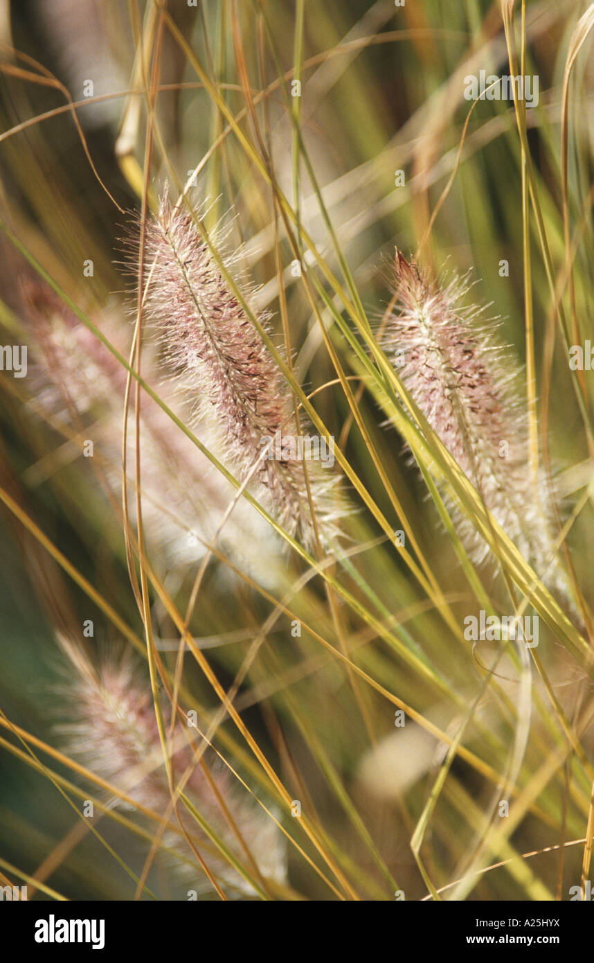 fountain grass (Pennisetum alopecuroides), spikes Stock Photo