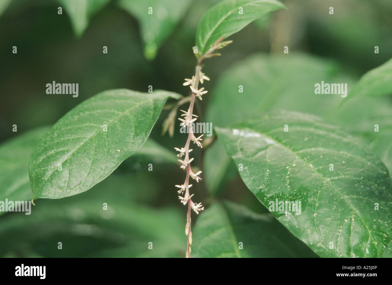 Anamu (Petiveria alliacea), leaves and blossoms Stock Photo