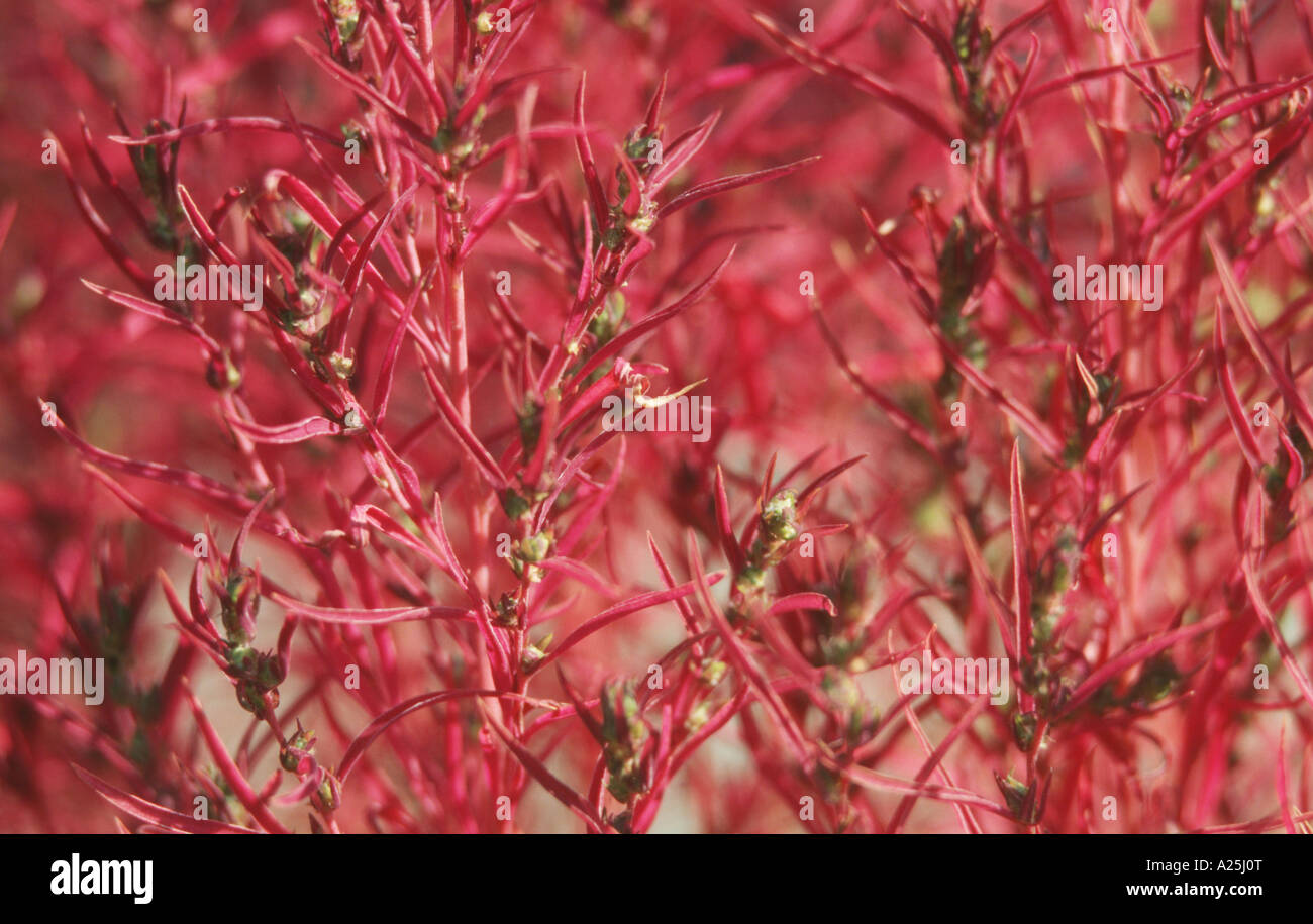 Belvedere, Burnig Bush, Summer Cyress (Bassia scoparia, Kochia scoparia), coloured bracts Stock Photo