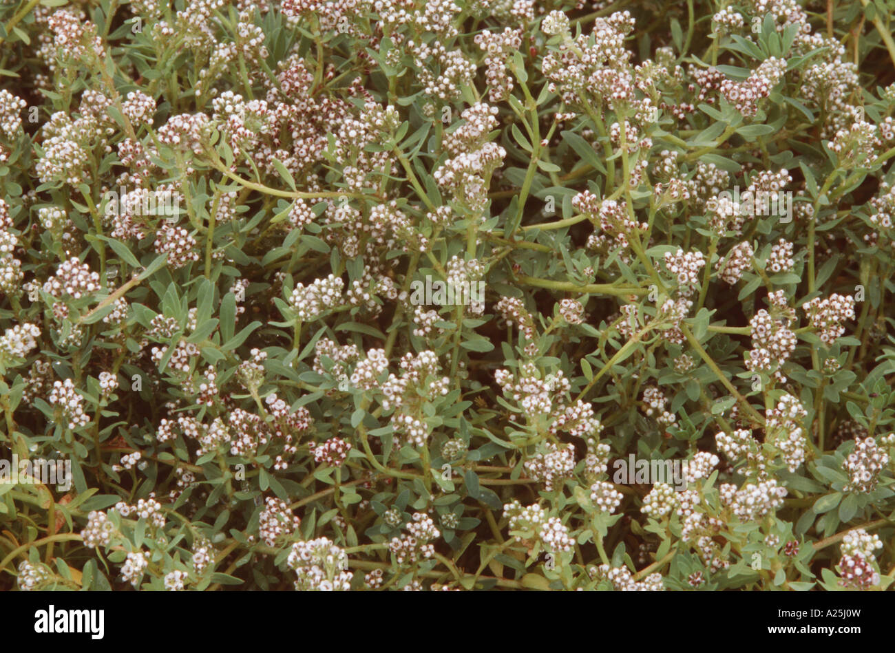 strapwort (Corrigiola litoralis), blooming plants Stock Photo