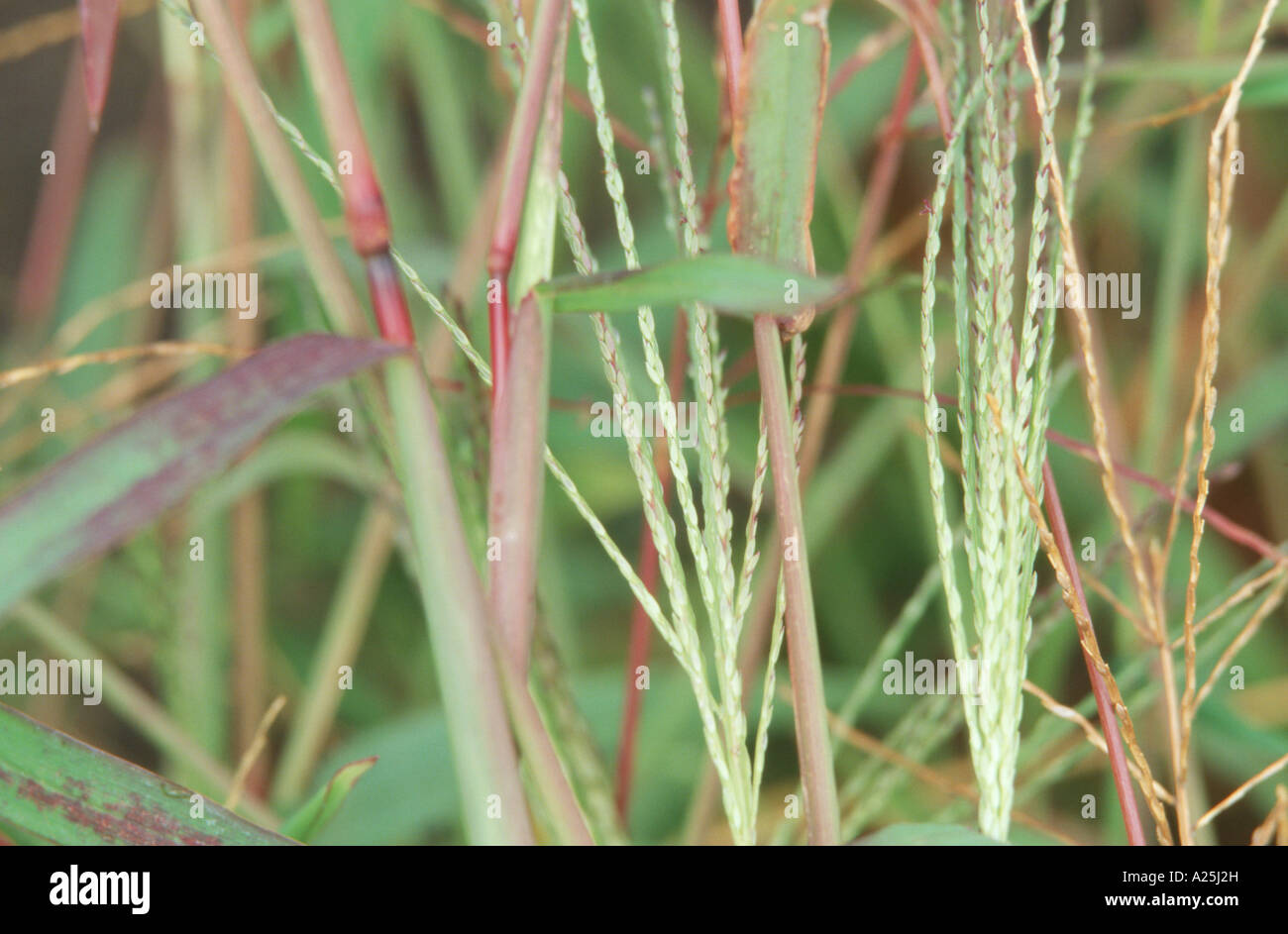 large crabgrass, goosegrass (Digitaria sanguinalis), spikes Stock Photo