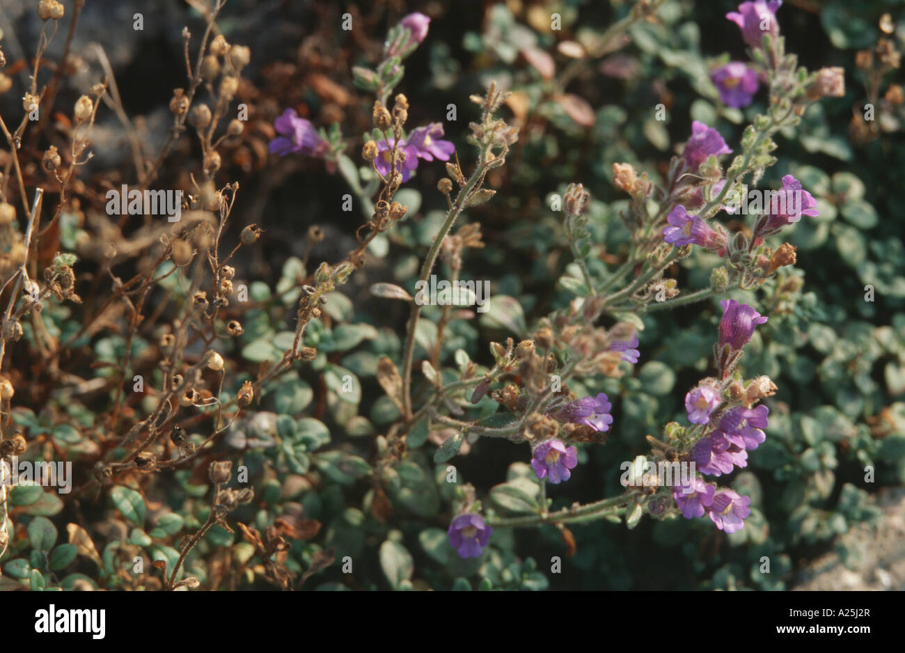 snapdragon (Chaenorrhinum origanifolium), blooming plant Stock Photo