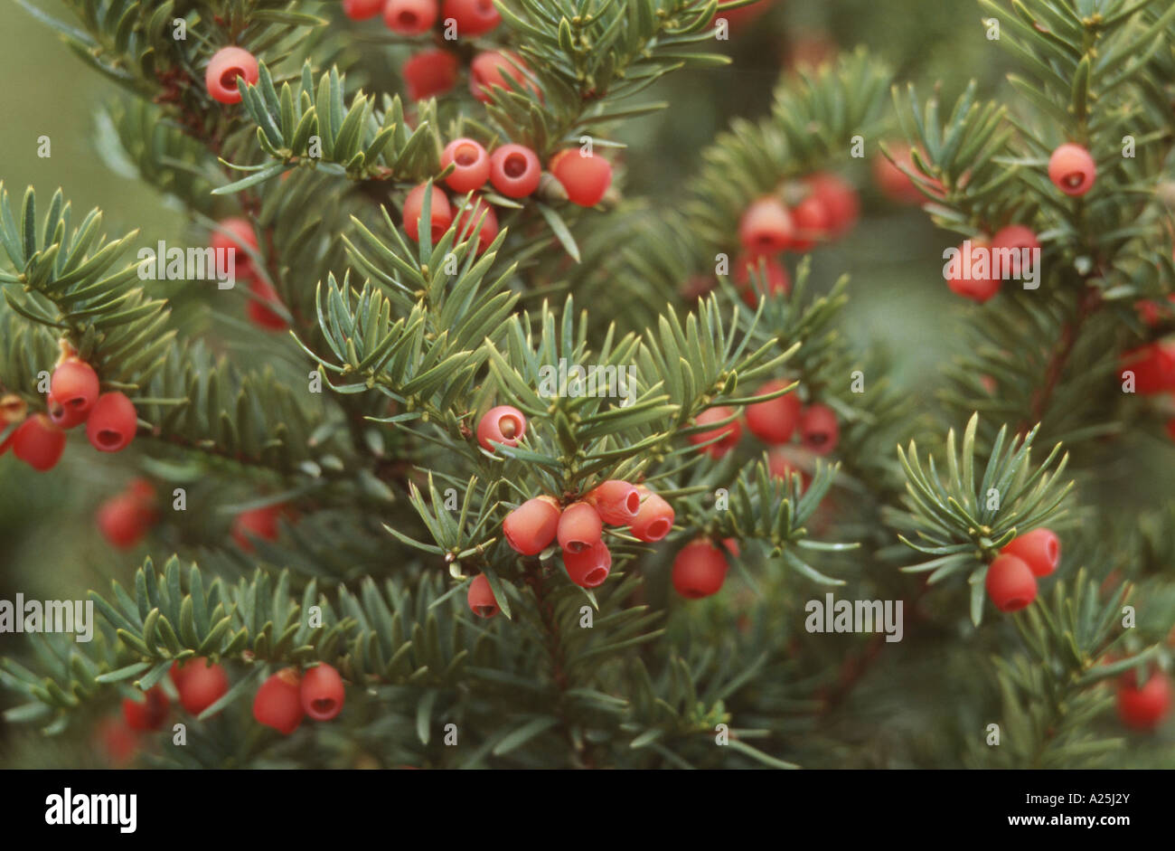 western yew, pacific yew (Taxus brevifolia), twigs with fruits Stock Photo 10414466 Alamy