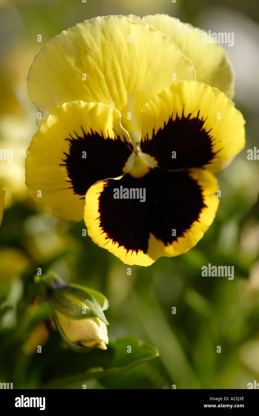Yellow black pansy flower in evening light Stock Photo