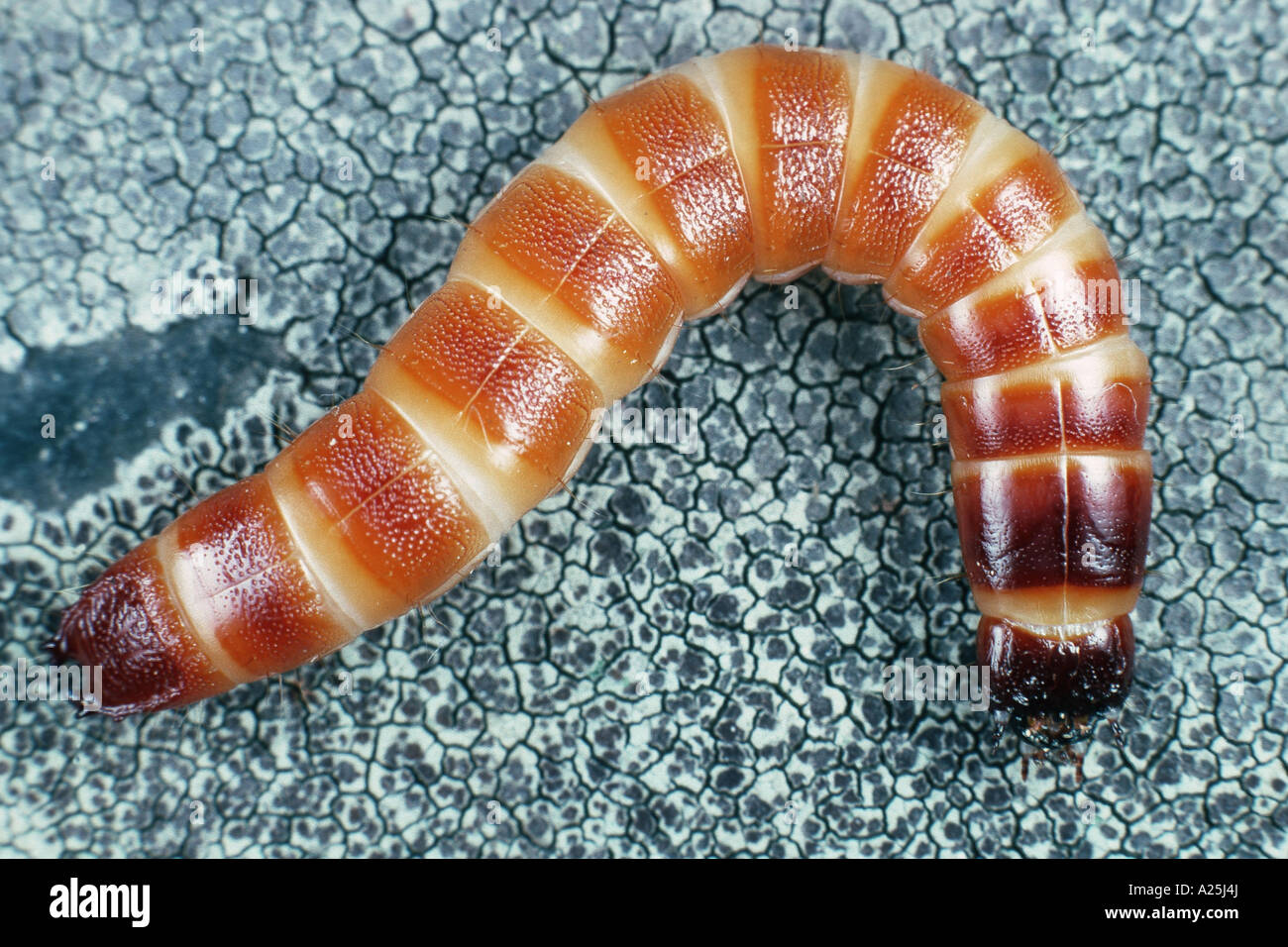 click beetles (Elateridae), larva Stock Photo
