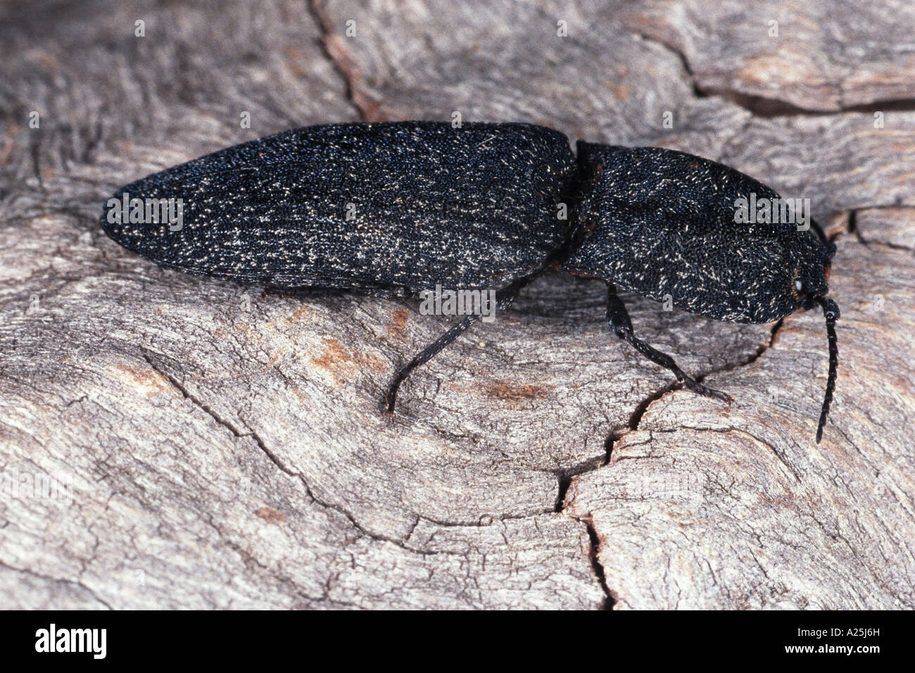click beetle (Lacon punctatus), imago Stock Photo