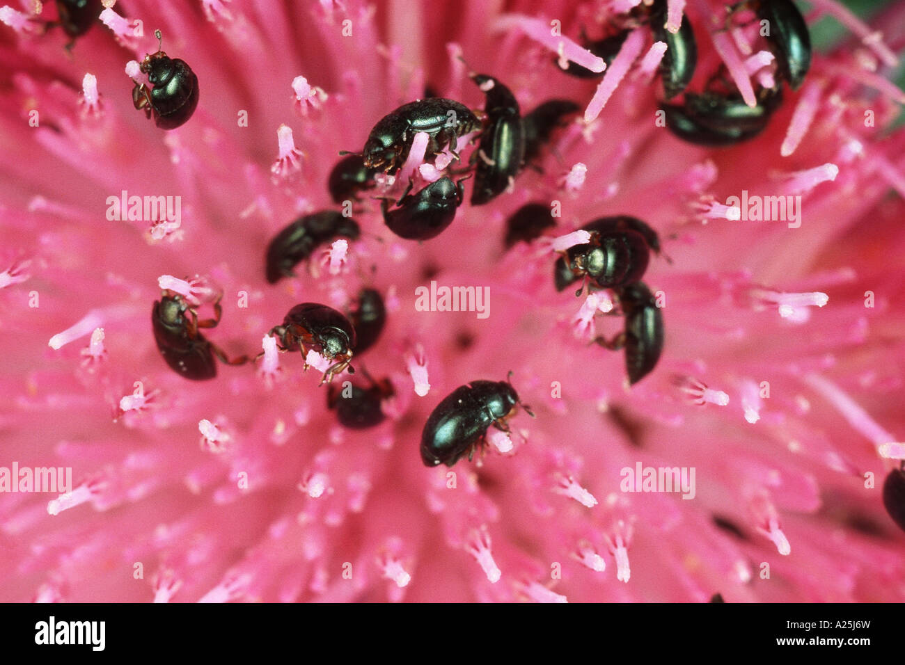 pollen beetle (Meligethes aeneus), on red blossom Stock Photo Alamy