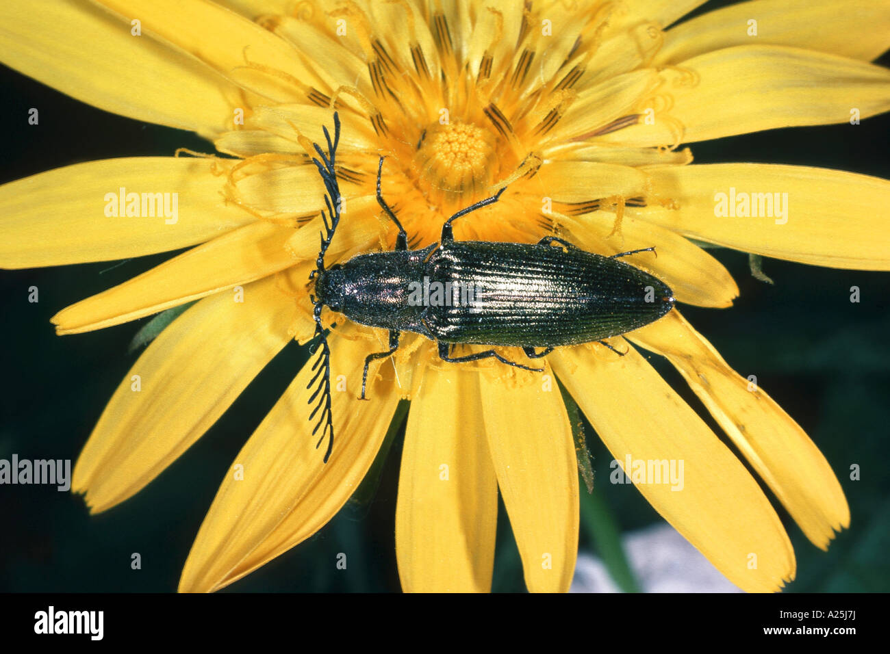 elater, click beetle (Corymbites pectinicornis), on yellow blossom Stock Photo