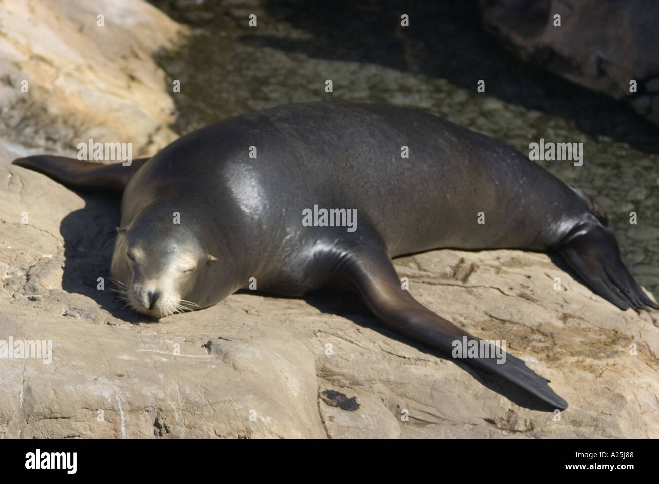 Harbor seal sleeping on rock formation at Sea World Orlando Florida Stock  Photo - Alamy