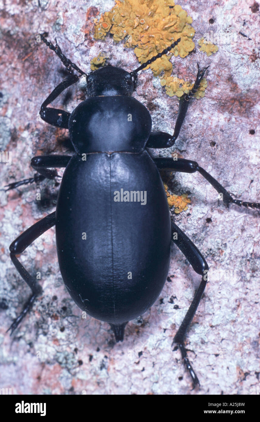 giant churchyard beetle, giant cellar beetle (Blaps mortisaga), imago Stock Photo