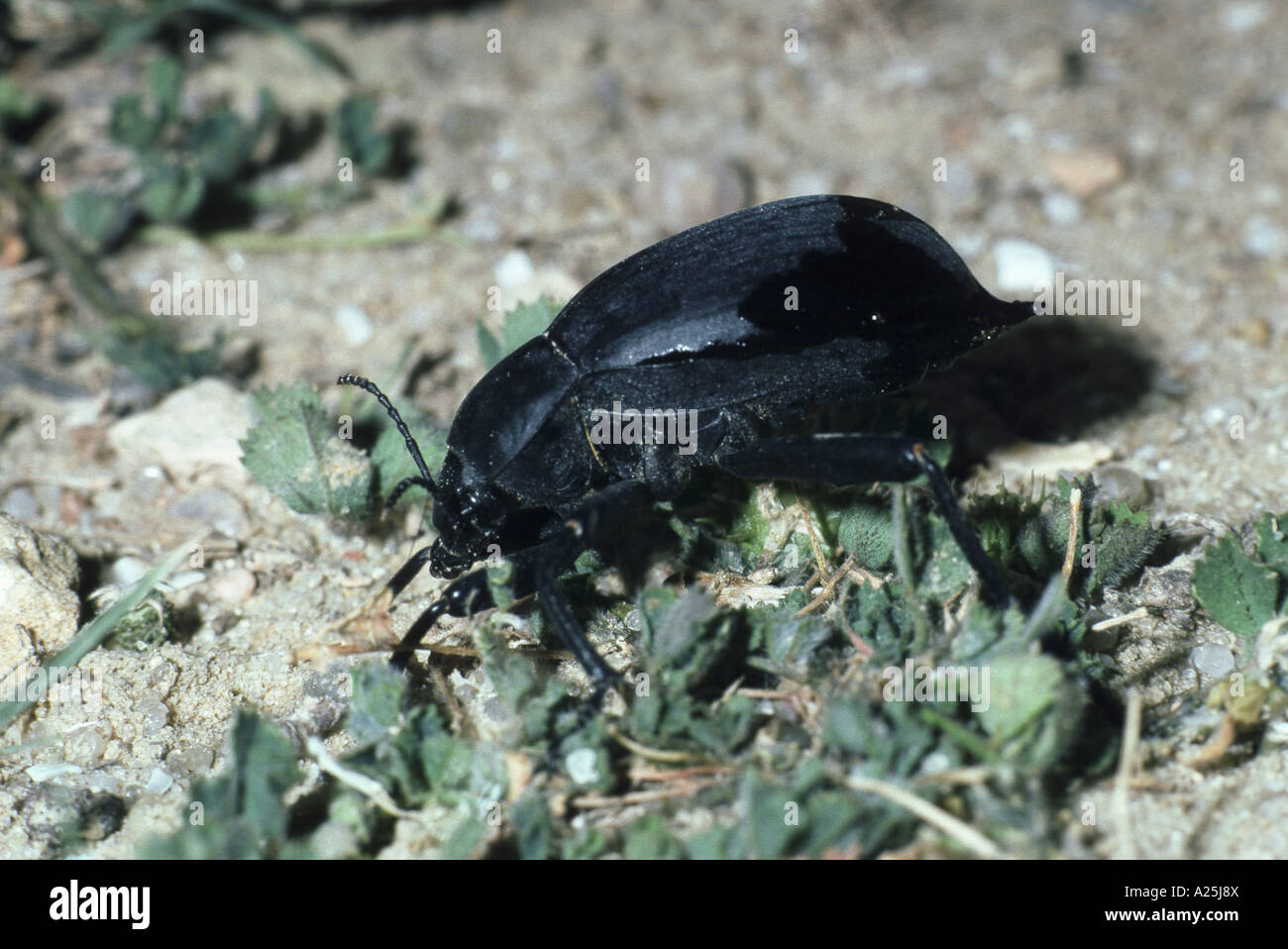 giant churchyard beetle, giant cellar beetle (Blaps mortisaga), imago Stock Photo