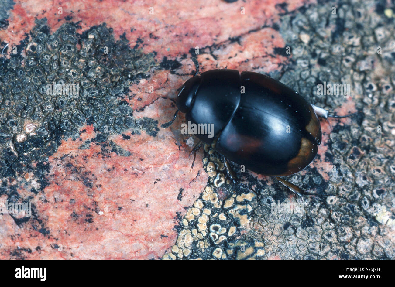 water scavenger beetle, herbivorous water beetle (Sphaeridium scarabaeoides), imago Stock Photo
