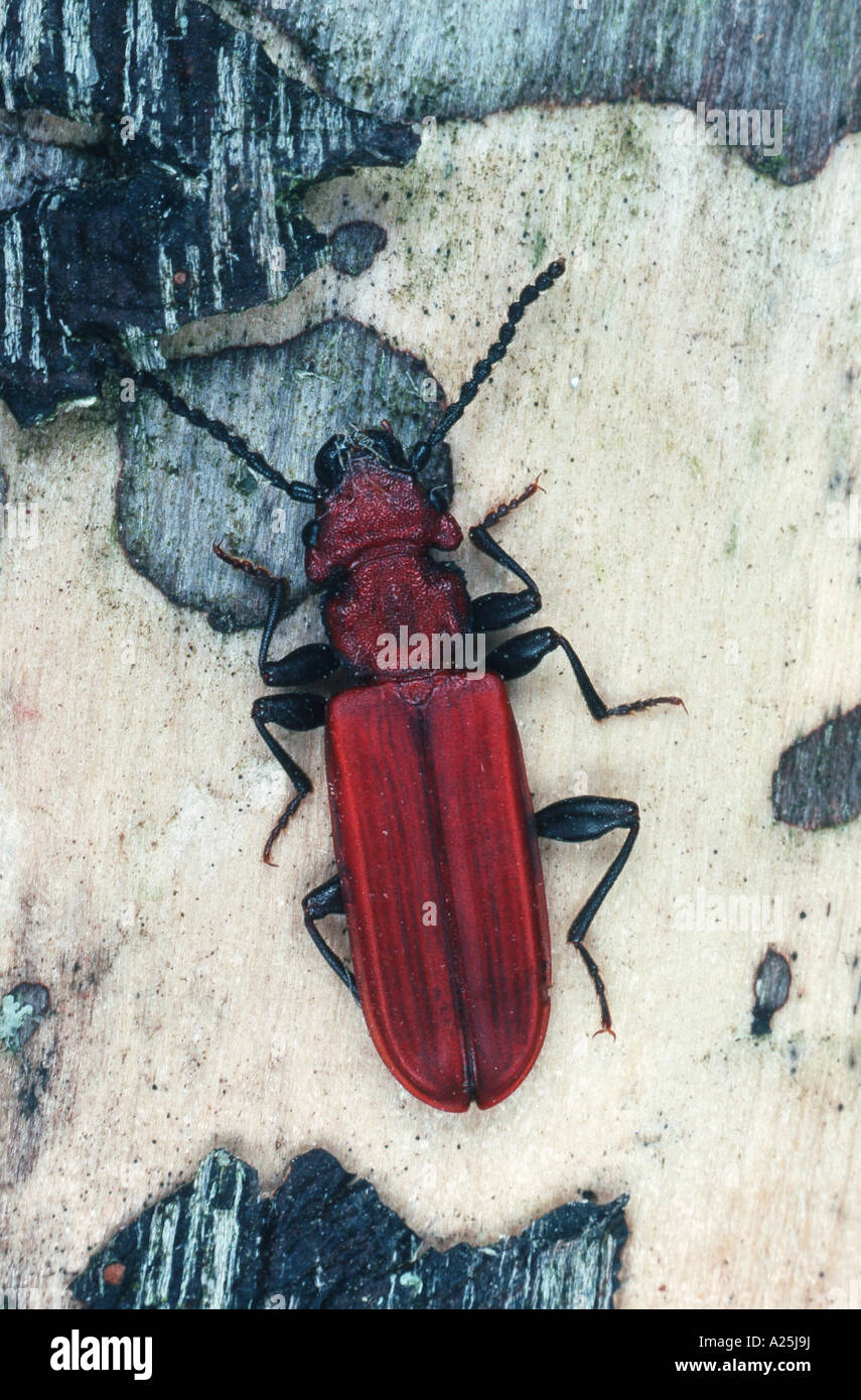 cucujead beetle (Cucujus cinnaberinus), imago Stock Photo - Alamy