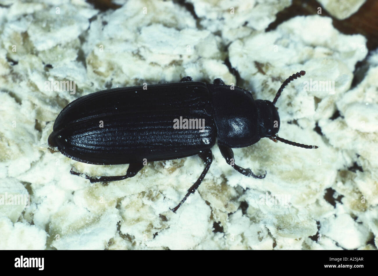 Tenebrio molitor hires stock photography and images Alamy