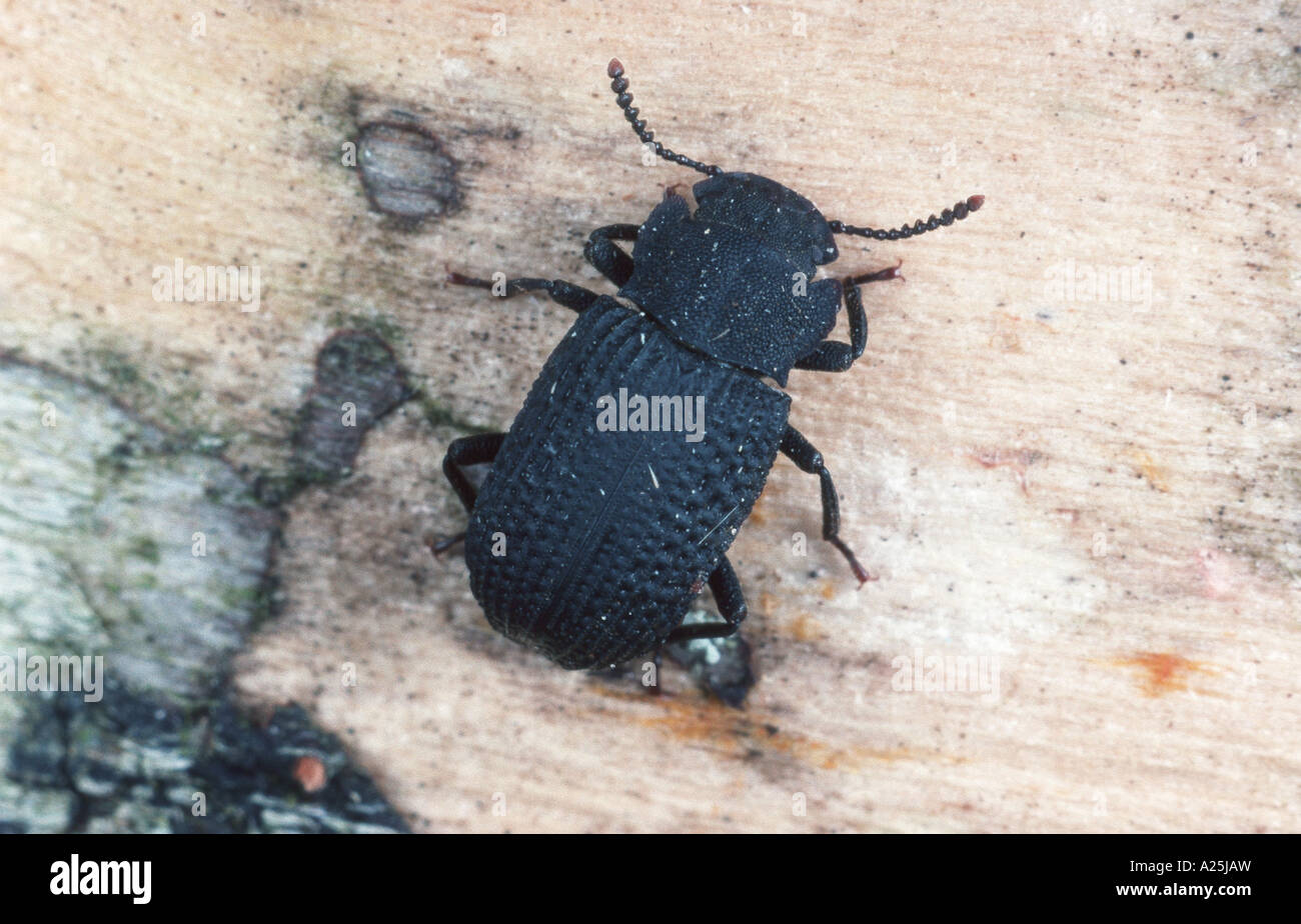 darkling beetle, flour beetle, mealworm beetle (Bolitophagus reticulatus), imago Stock Photo