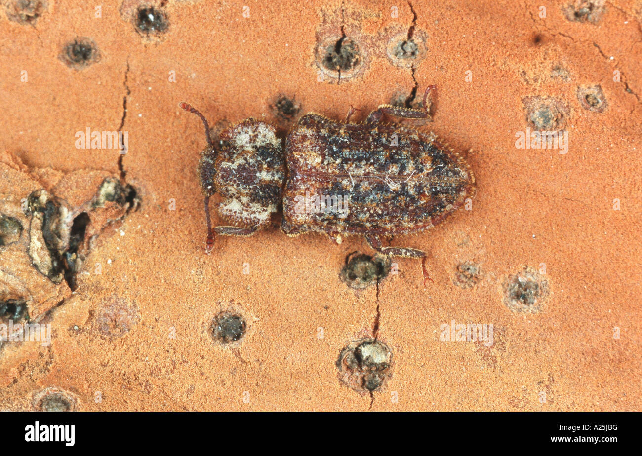 timber beetle (Endophloeus macrovichianus), imago Stock Photo