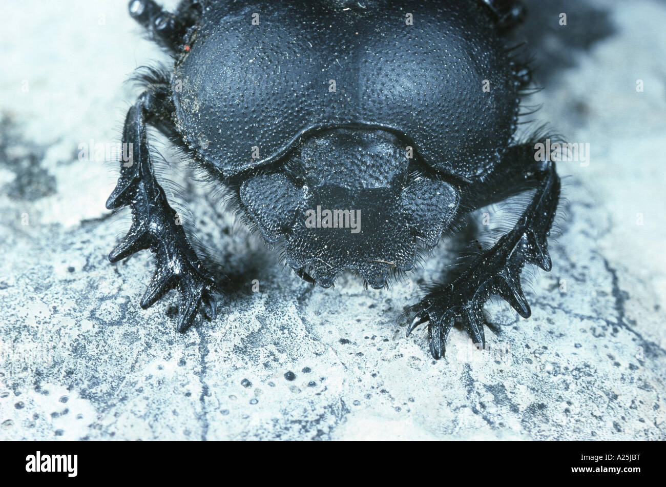 sacred scarab beetle, Egyptian scarab (Scarabaeus sacer), portrait Stock Photo