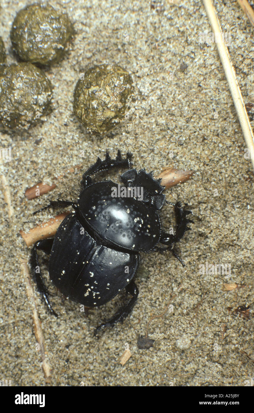 scarab beetle, scarab (Scarabaeus sacer), with excrement bales Stock Photo