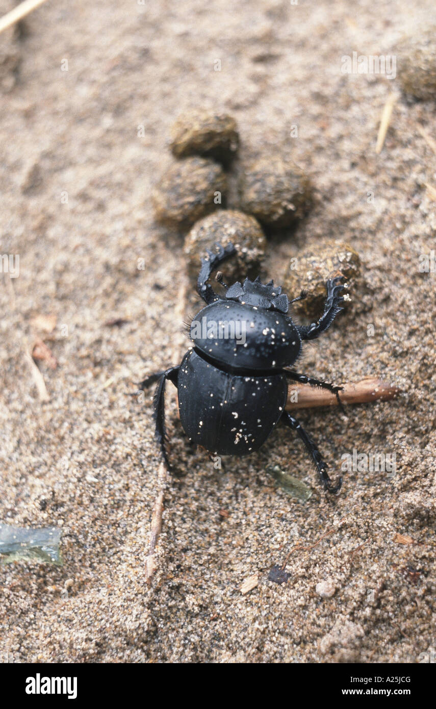 scarab beetle, scarab (Scarabaeus sacer), with excrement bales Stock Photo