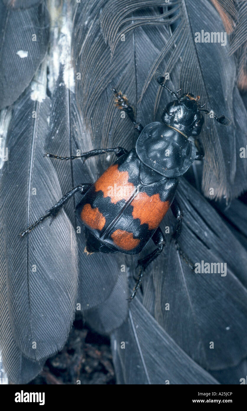 burying beetle (Necrophorus vespilloides), on feathers Stock Photo