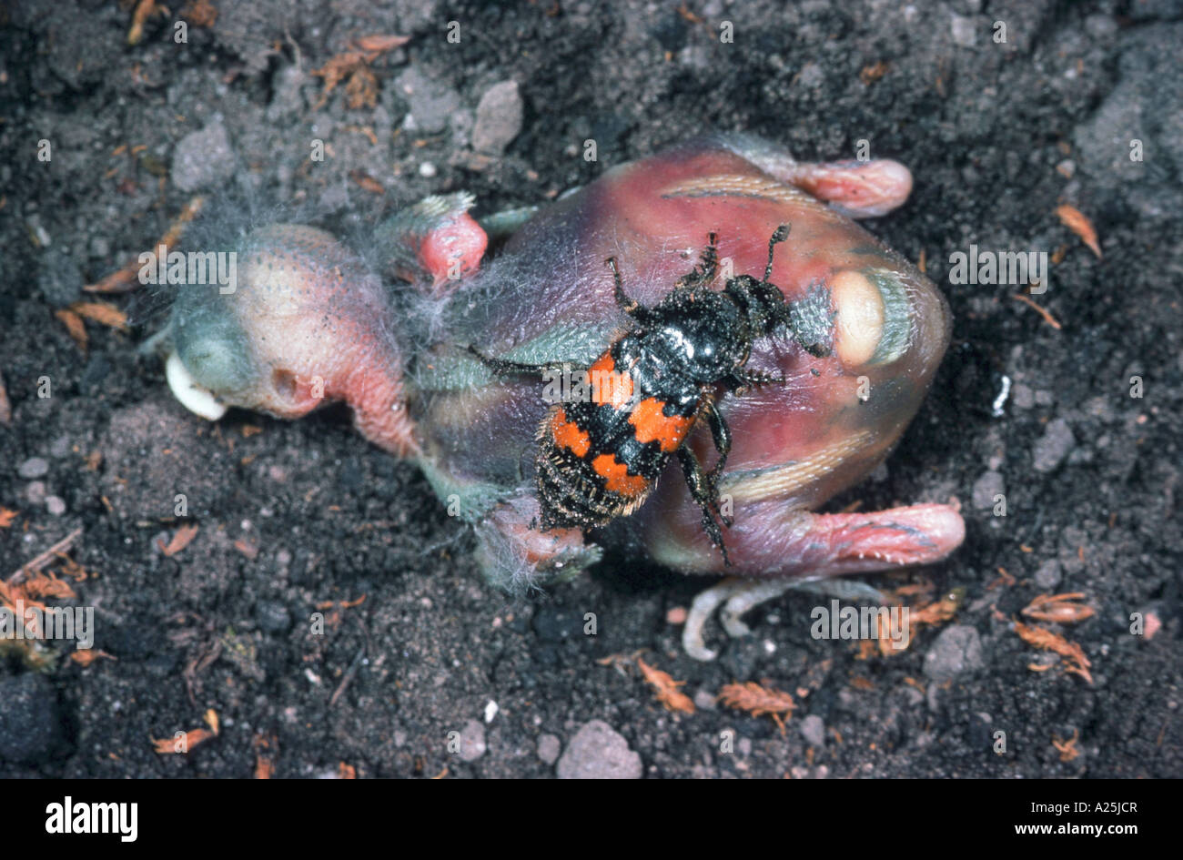 burying beetle (Necrophorus vespilloides), on dead young bird Stock Photo