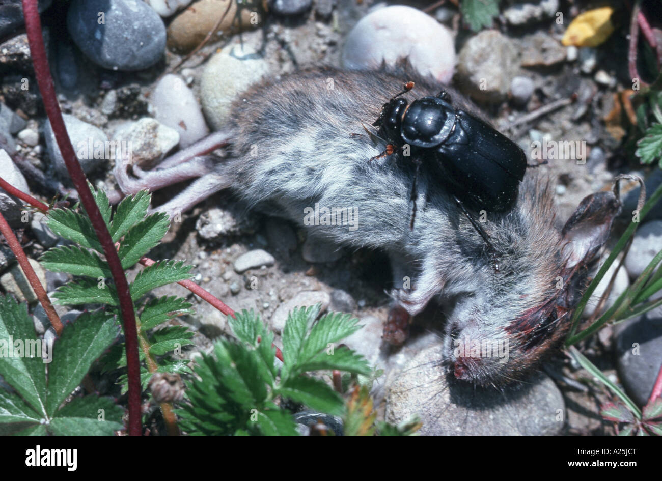 burying beetle (Necrophorus humator), on dead rat Stock Photo