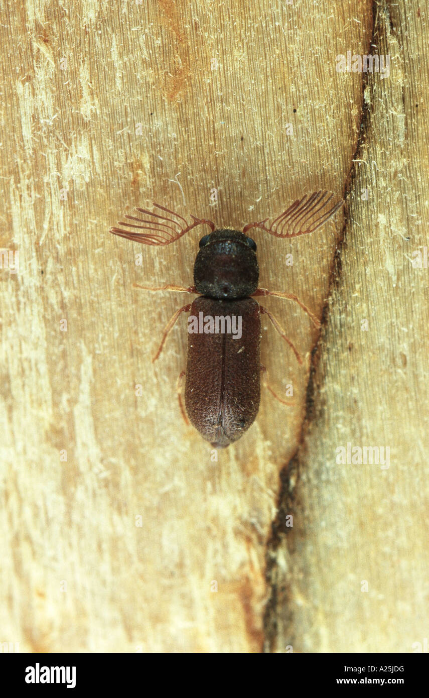 beetle (Ptilinus pectinicornis), imago Stock Photo