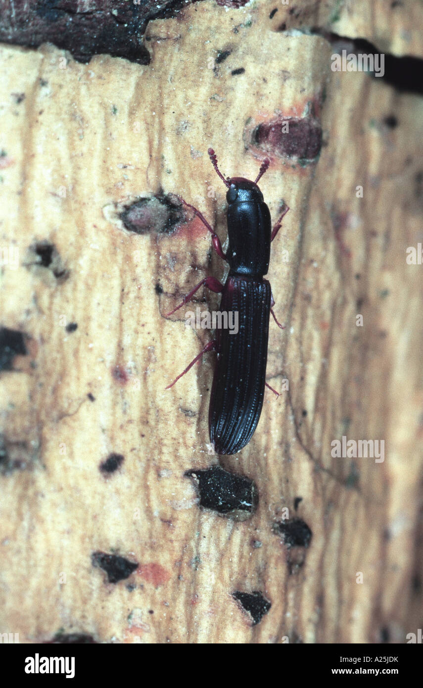 narrow timber beetle (Colydium elongatum), imago Stock Photo