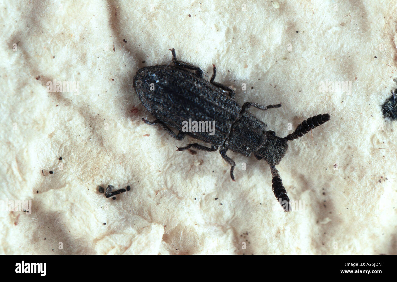 timber beetle (Orthocerus clavicornis), imago Stock Photo