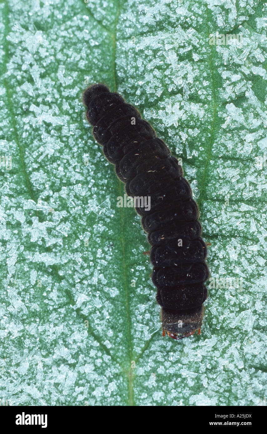 Soldier Beetle Larvae