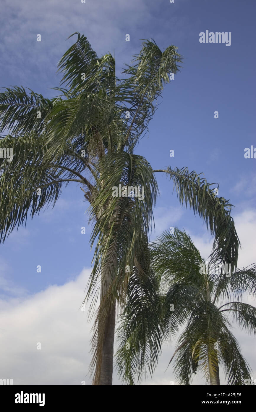 Palm trees in sunny Orlando Florida Stock Photo Alamy