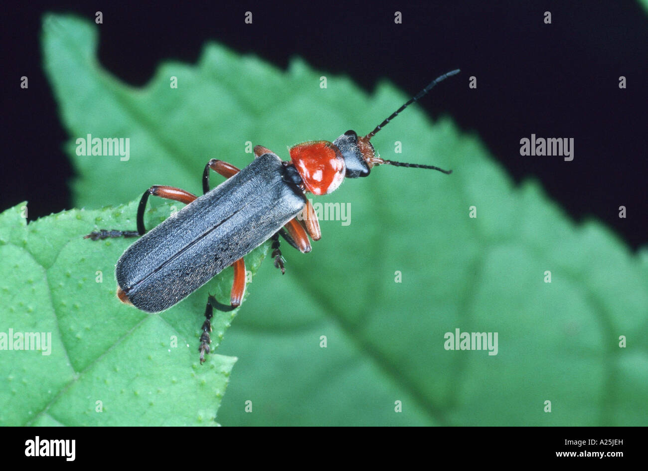 common cantharid, common soldier beetle (Cantharis fusca), imago Stock Photo