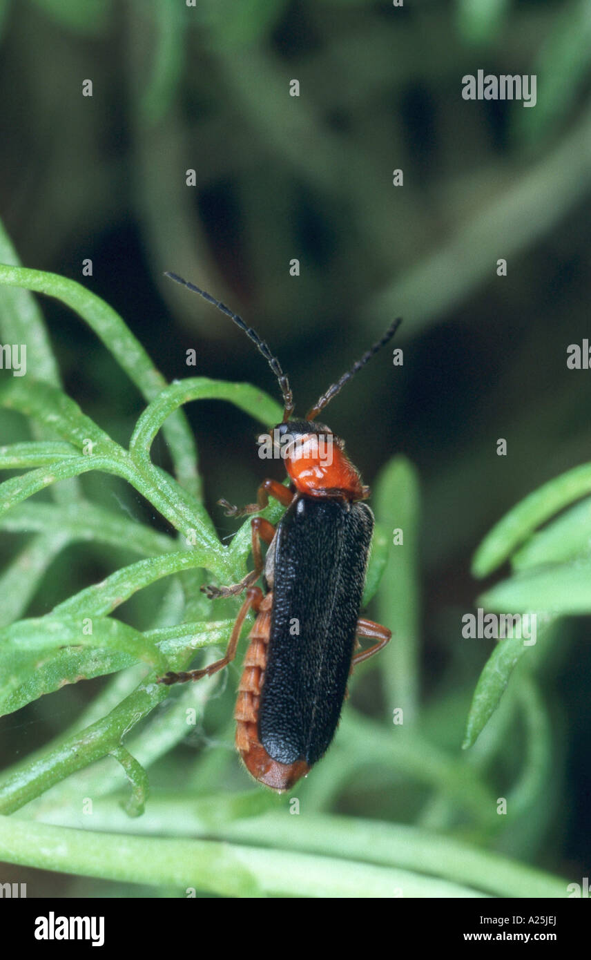 cantharid, soldier beetle (Cantharis sp.), imago Stock Photo