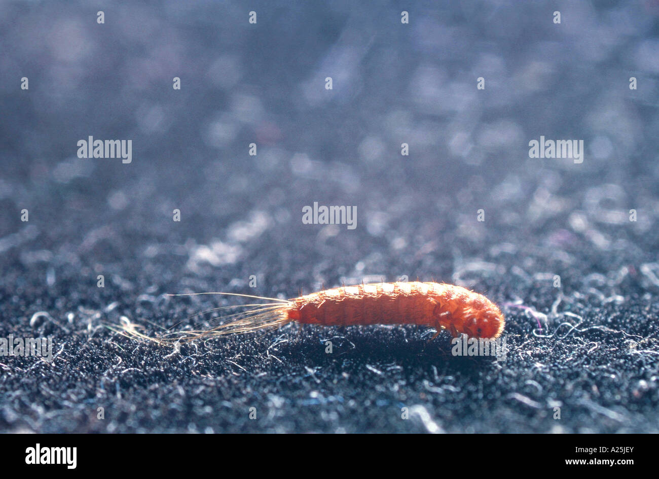 fur beetle (Attagenus pellio), larva Stock Photo
