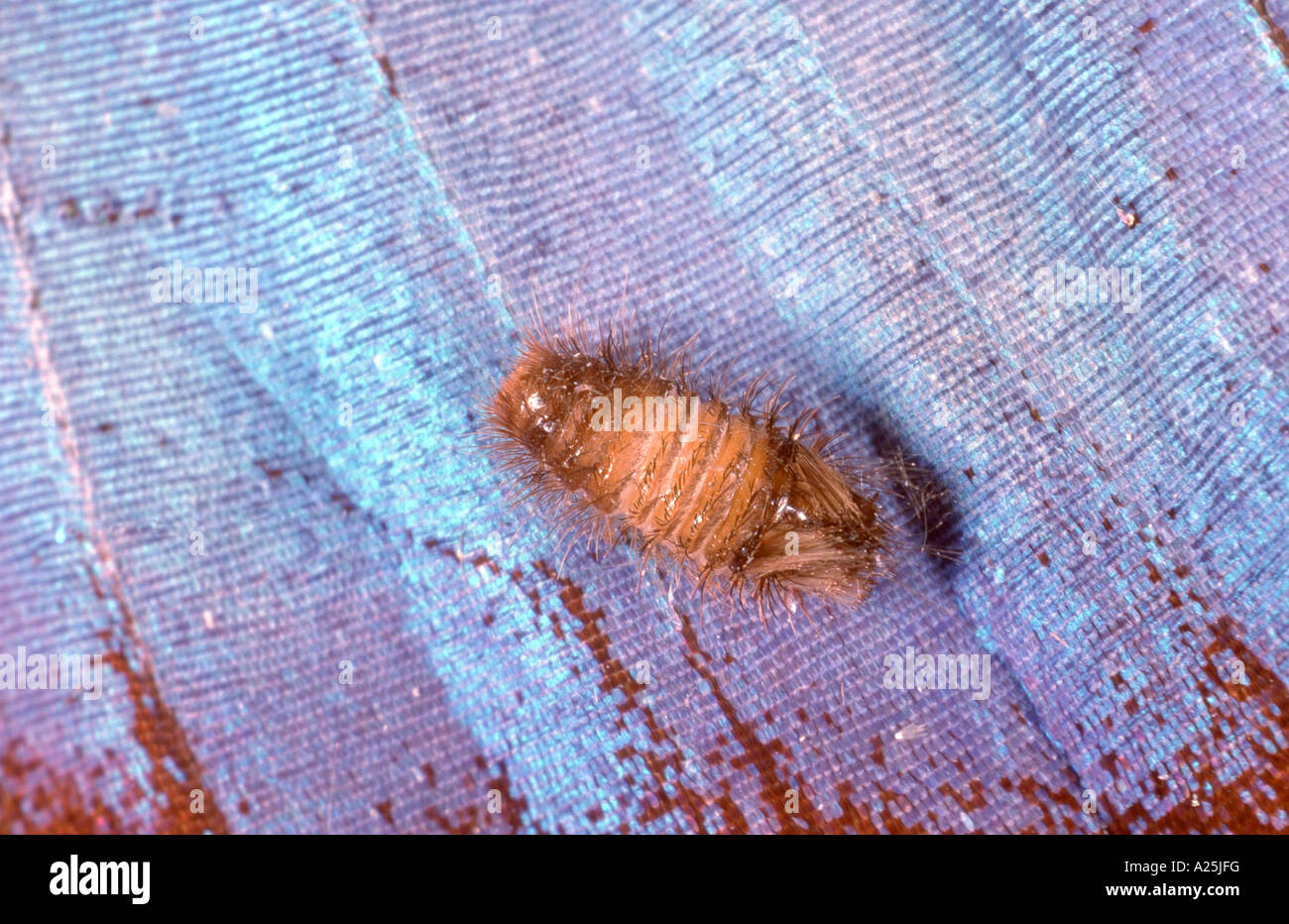 museum beetle (Anthrenus museorum), larva Stock Photo