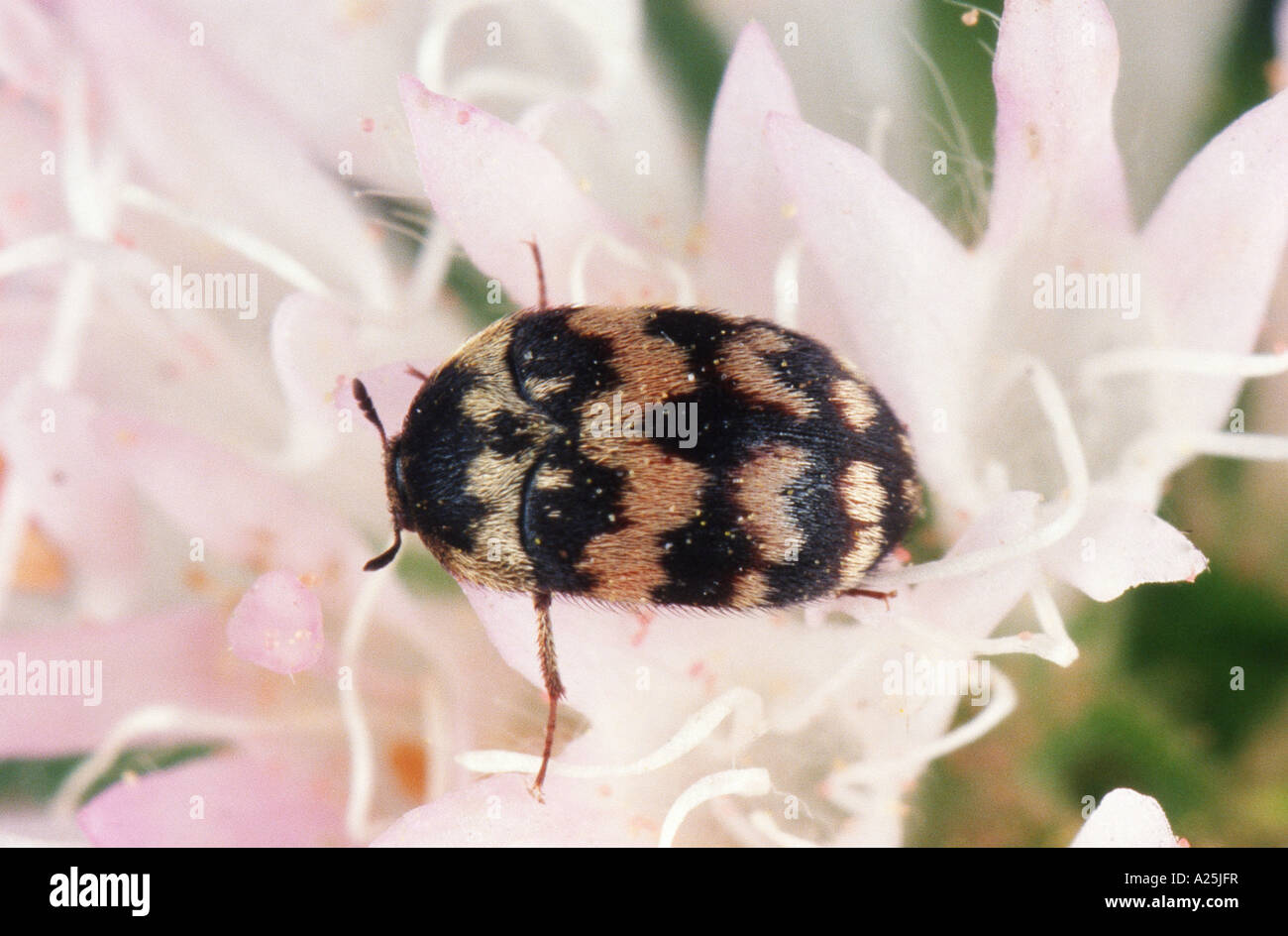 carpet beetle (Attagenus trifasciatus), on blossom Stock Photo