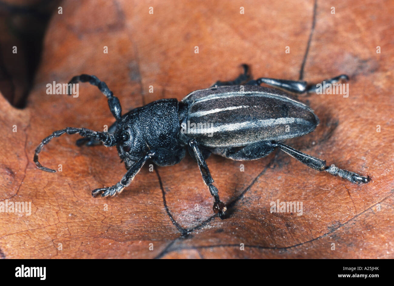 longhorn beetle, long-horned beetle (Dorcadion fuliginator), imago Stock Photo