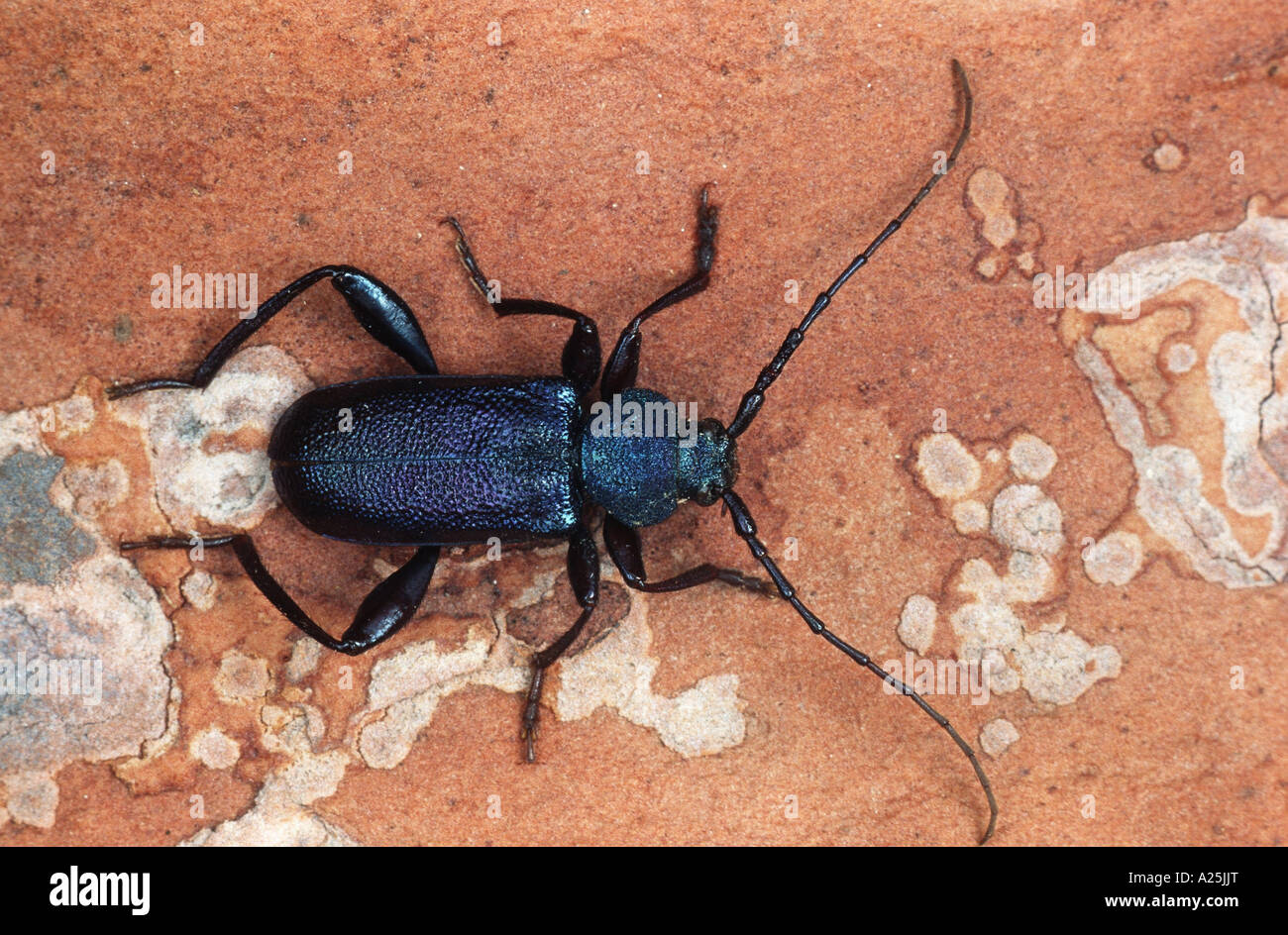violet tanbark beetle (Callidium violaceum), imago Stock Photo