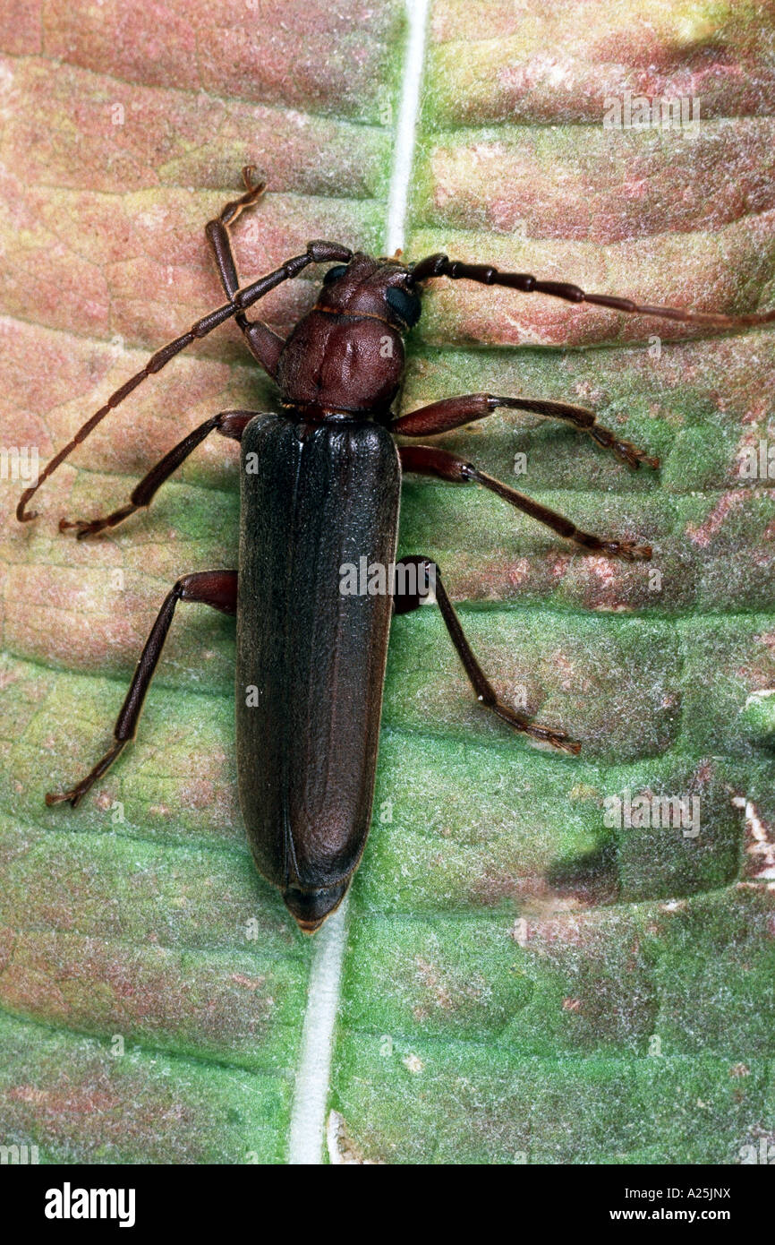 rusty longhorn beetle (Criocephalus rusticus, Arhopalus rusticus ...