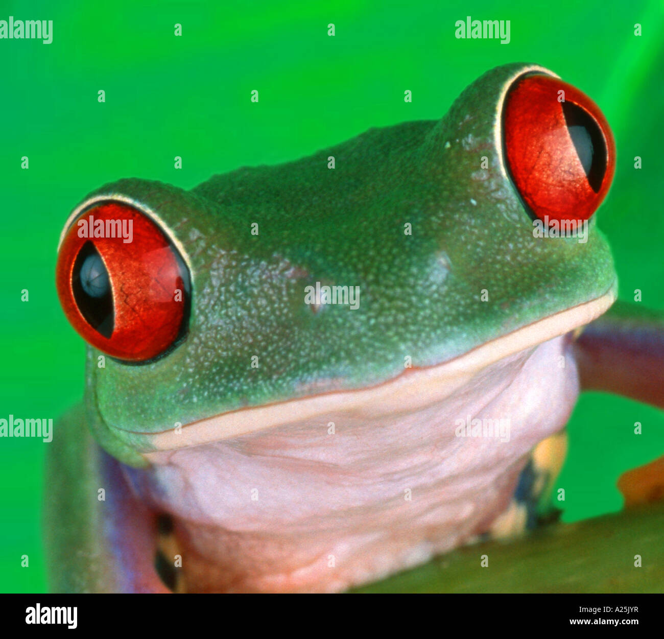 red-eyed treefrog (Agalychnis callidryas), portrait, frontal Stock Photo