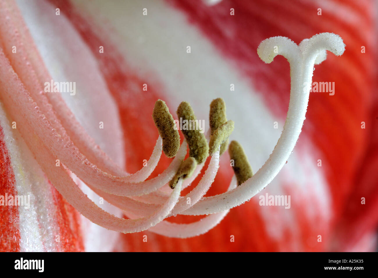Amaryllis Belladonna close up stamen Stock Photo