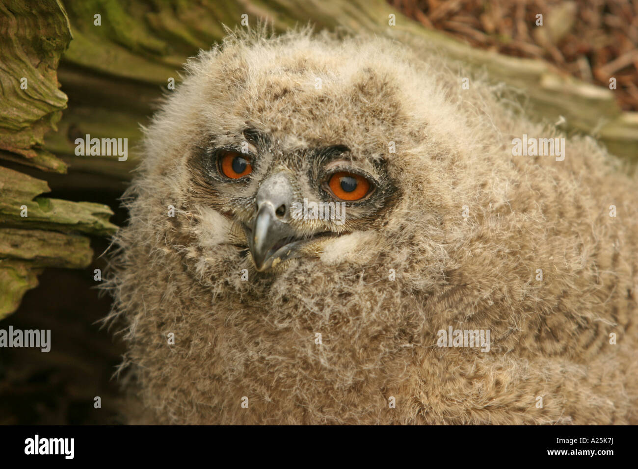northern eagle owl (Bubo bubo), squeaker Stock Photo