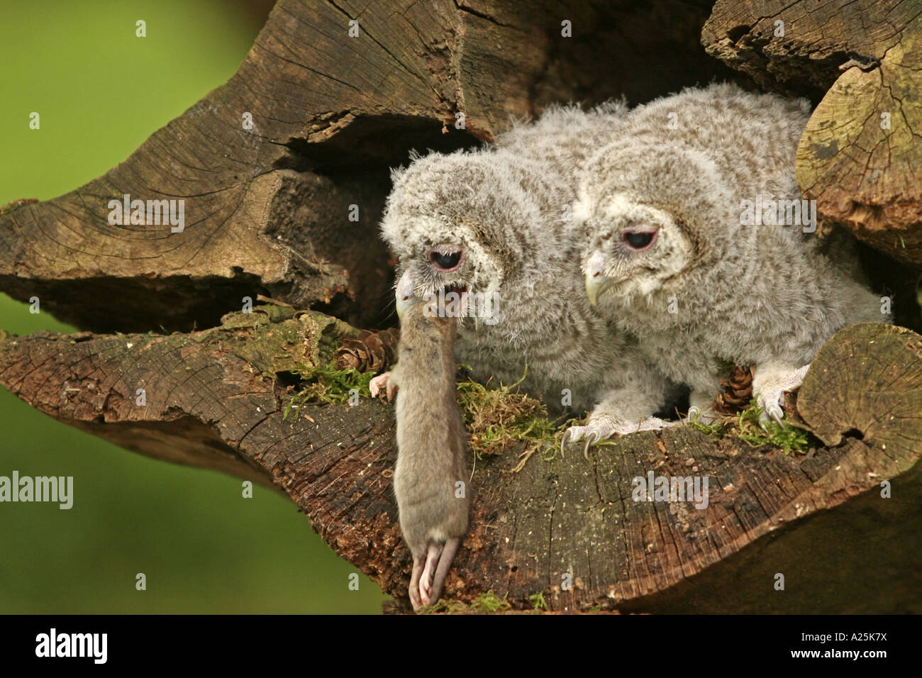Eurasian tawny owl (Strix aluco), two squeakers with amouse for feed Stock Photo