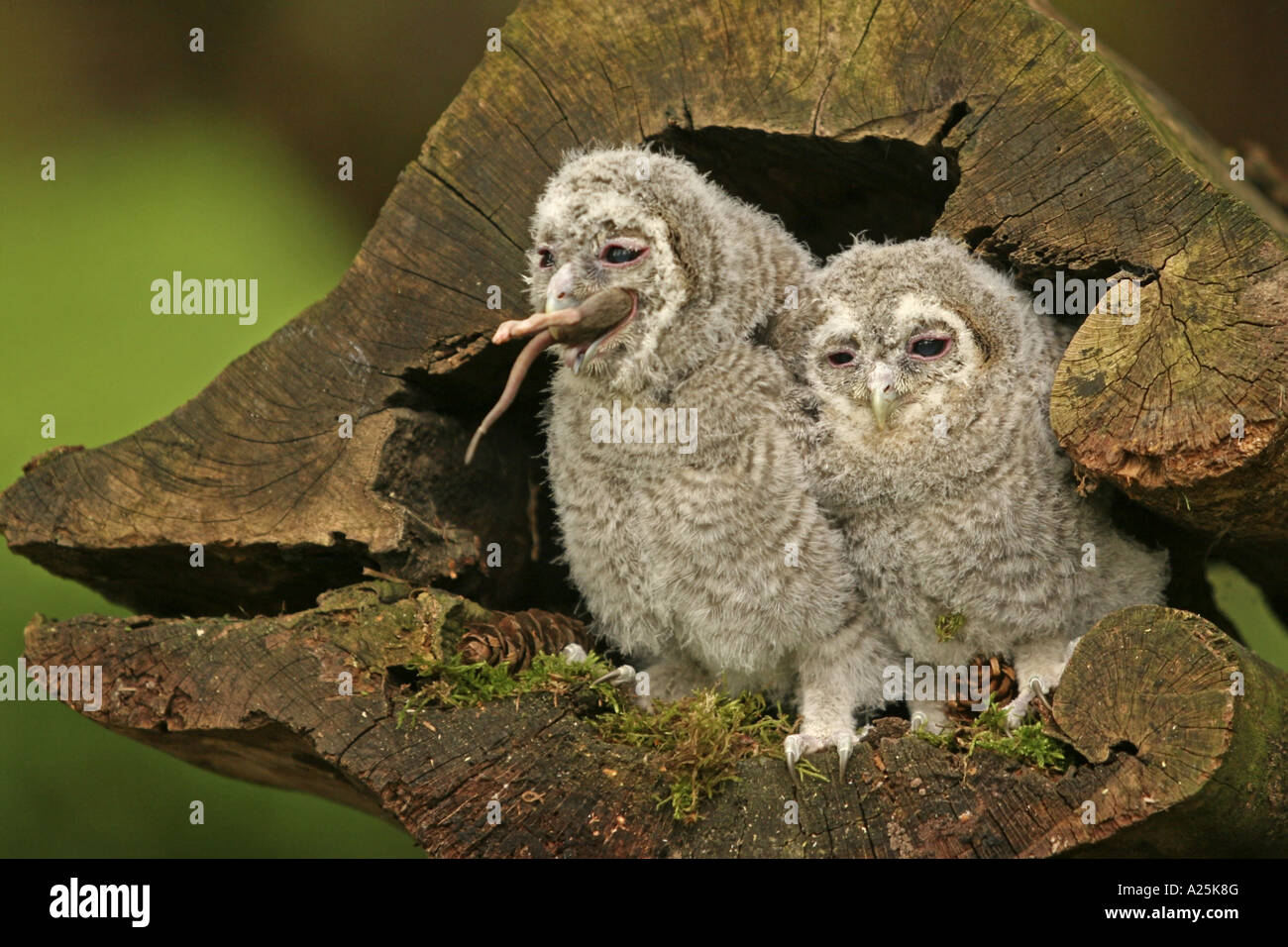 Eurasian tawny owl (Strix aluco), two squeakers with amouse for feed Stock Photo