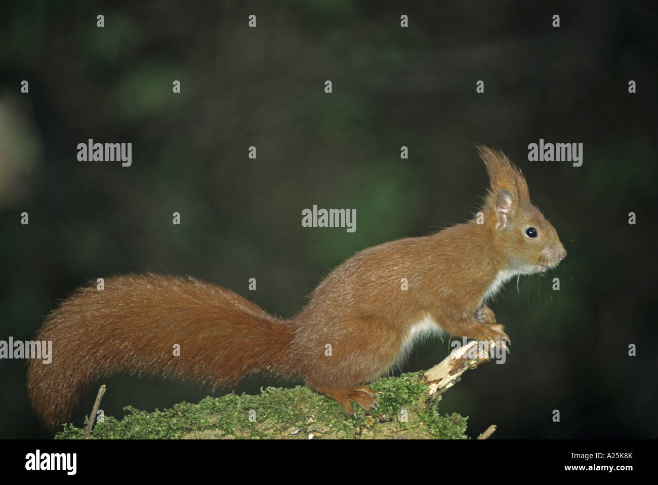 European red squirrel, Eurasian red squirrel (Sciurus vulgaris) Stock Photo