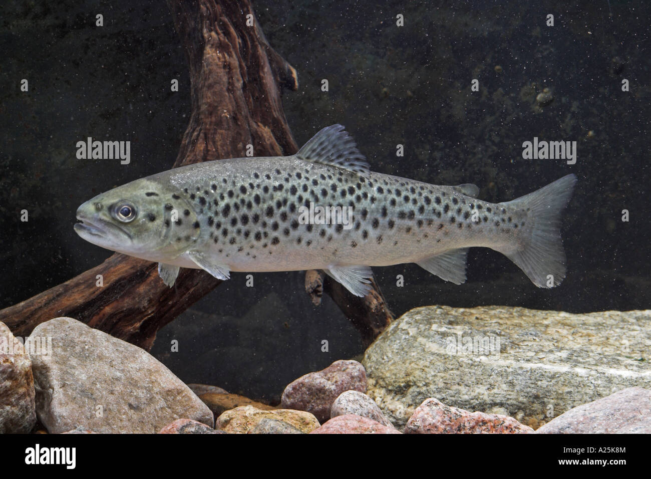 lake trout (Salmo trutta lacustris) Stock Photo