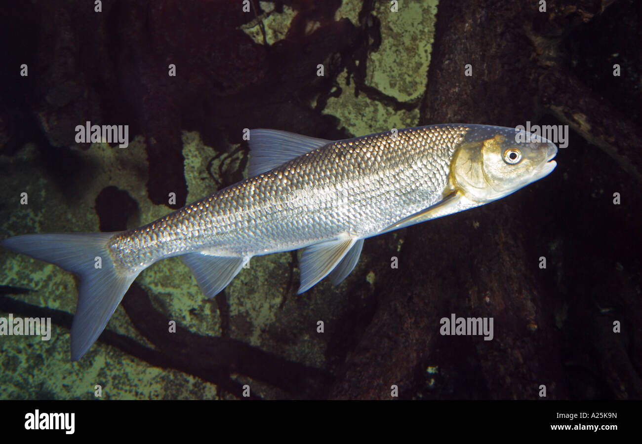 European pearlfish Rutilus meidingeri, male with spawning rush at the head Stock Photo